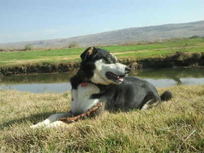 כלב על גדות הירדן. צילום קרן אסא