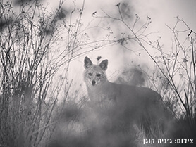 החברה הכלכלית לפיתוח הגליל העליון