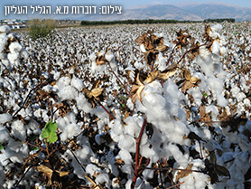 להבות הבשן