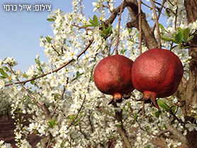 מאגרי מידע