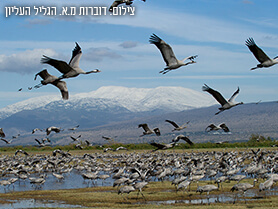נאות מרדכי