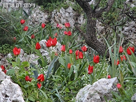 ועדים מקומיים