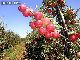 מלגת חקלאות